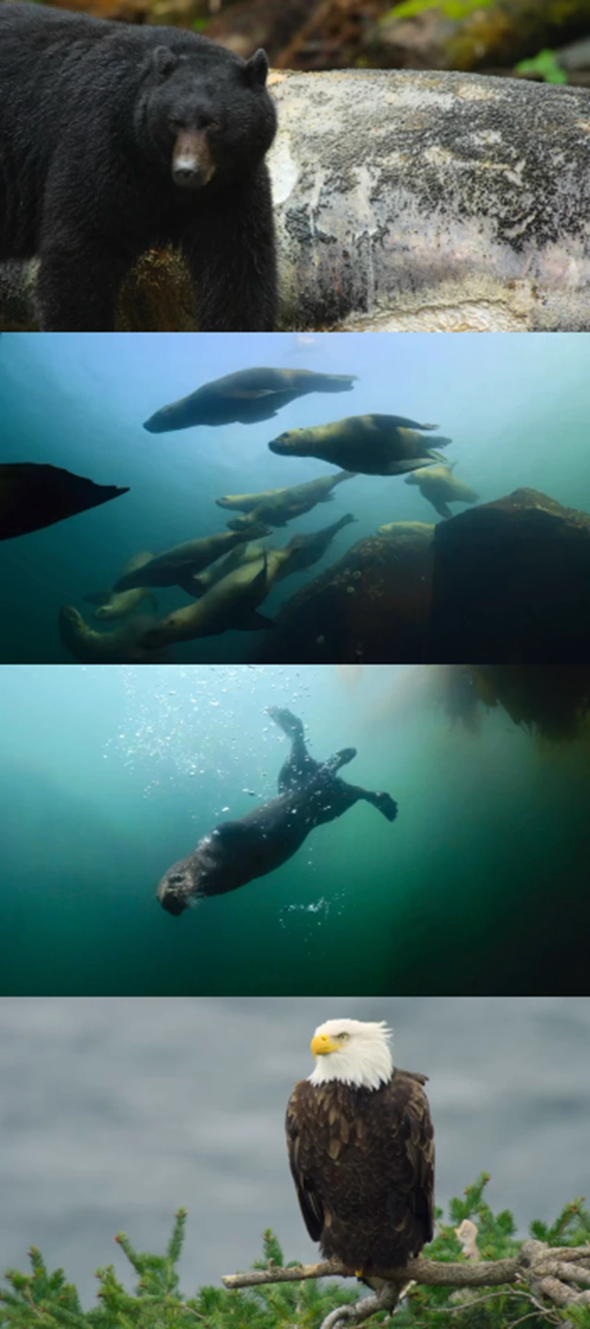 Download Island of the Sea Wolves | 2022 | Season 1 | Dual Audio | Hindi-English | Netflix Original Web Series | 480p 720p 1080p Download Island of the Sea Wolves | 2022 | Season 1 | Dual Audio | Hindi-English | Netflix Original Web Series | 480p 720p 1080p | MoviesRock